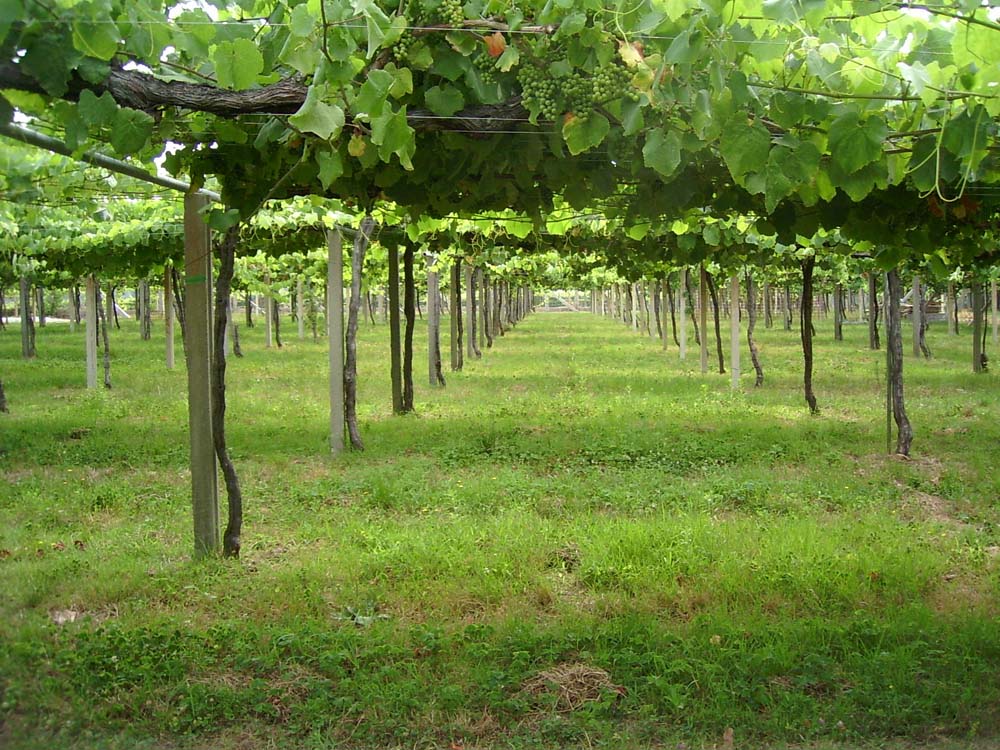 מרטין קודאס